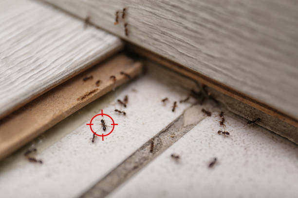 Best Residential Pest Control  in Lake Park, GA