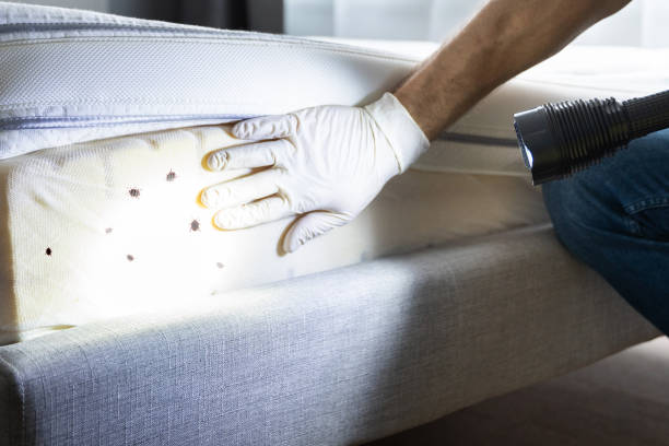 Best Mosquito Control Services  in Lake Park, GA