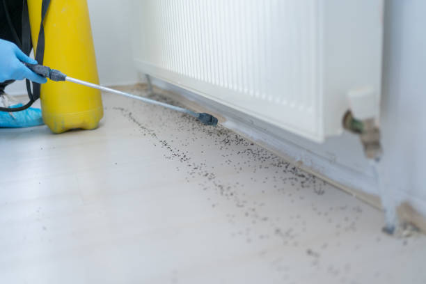 Best Flea Control Services  in Lake Park, GA